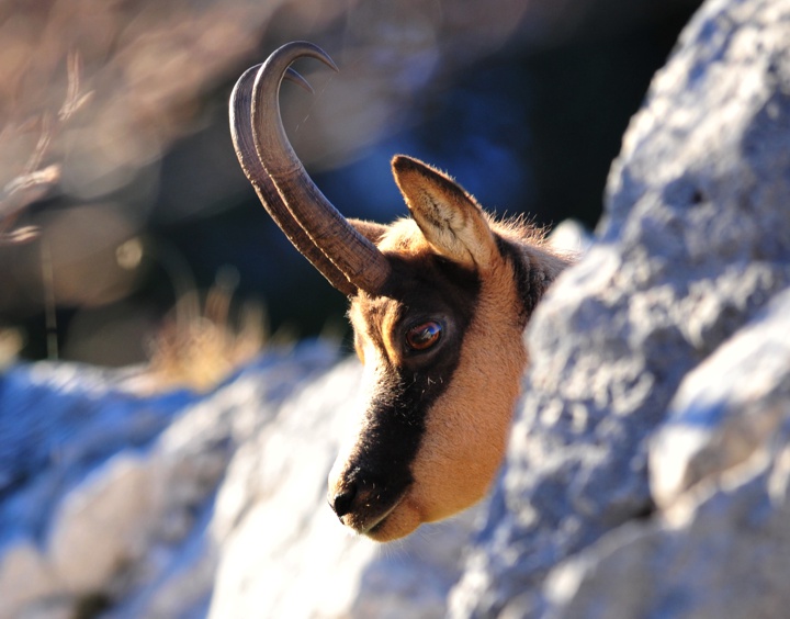 Camoscio appenninico - Rupicapra pyrenaica ornata